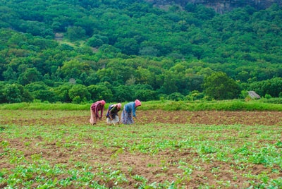 Three men plow
